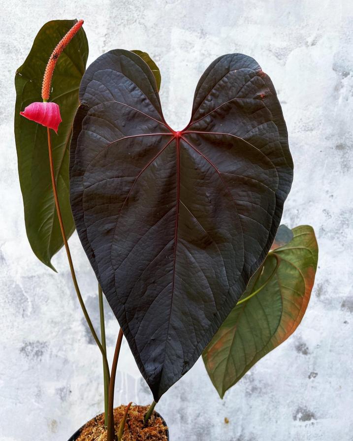 Anthurium Queen of Hearts PLNT